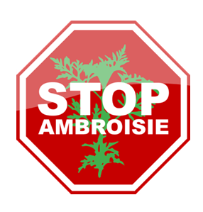 L’AMBROISIE : UNE PLANTE DANGEREUSE POUR LA SANTÉ